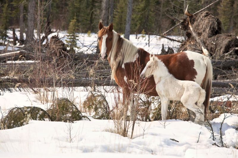 peta claims about horses, should horses be ridden? are horses better off wild? is horse riding unethical?