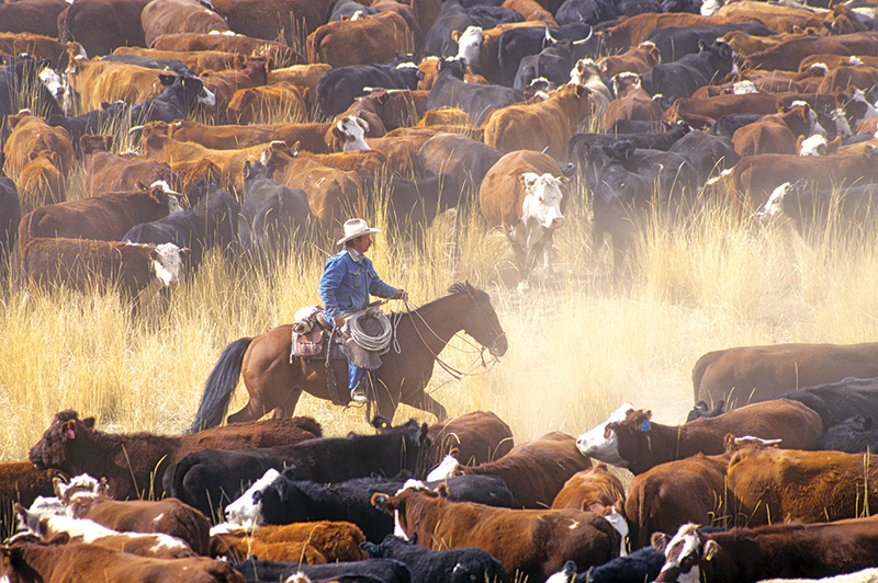history of cowboys, cowboy qualities, modern-day cowboys, 21st Century Cowboy, cowboy history, cowboy traditions, cowboy clothing