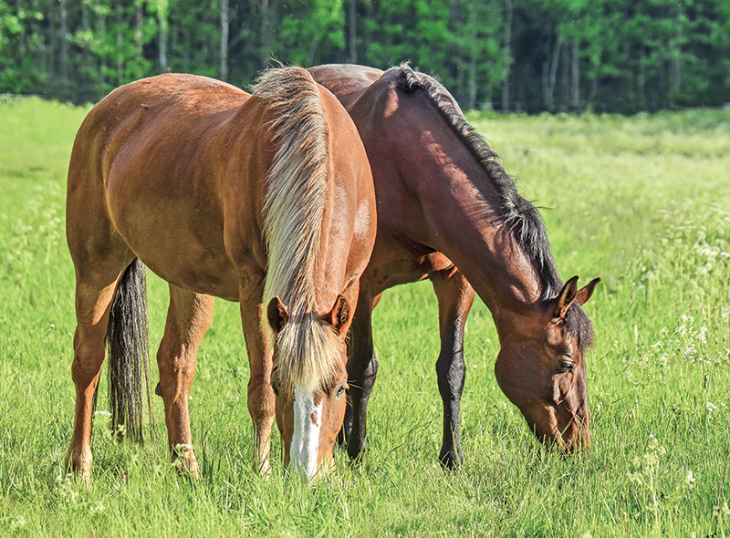 earning extra income horses, making money horses, tania millen, leasing a horse, composting manure