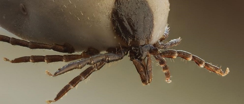 things to know about ticks, ticks in canada, protect yourself against ticks, how to remove ticks from body, dangers of lyme disease things to know about ticks, ticks in canada, protect yourself against ticks, how to remove ticks from body, dangers of lyme disease