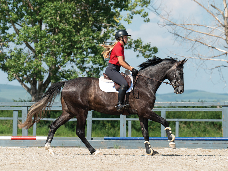 tiffany foster canadian csha, tiffany foster symposium, straightening your horse, horse backing up, positive horse training