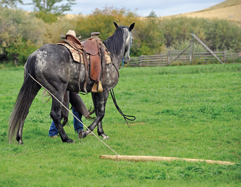 horse groundwork, Build Your Horse’s Confidence with jonathan field, natural horsemanship, exercises with horses, jonathan field dragging a log, horse confidence