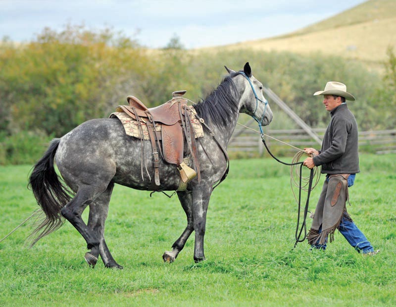 horse groundwork, Build Your Horse’s Confidence with jonathan field, natural horsemanship, exercises with horses, jonathan field dragging a log, horse confidence