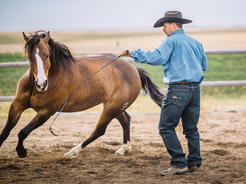 colt starting competition, tania millen, how to start a horse, working with foal, jim anderson higher horsemanship, heart of the horse, niki flundra horse trainer, glenn stewart horse, jill barron horse