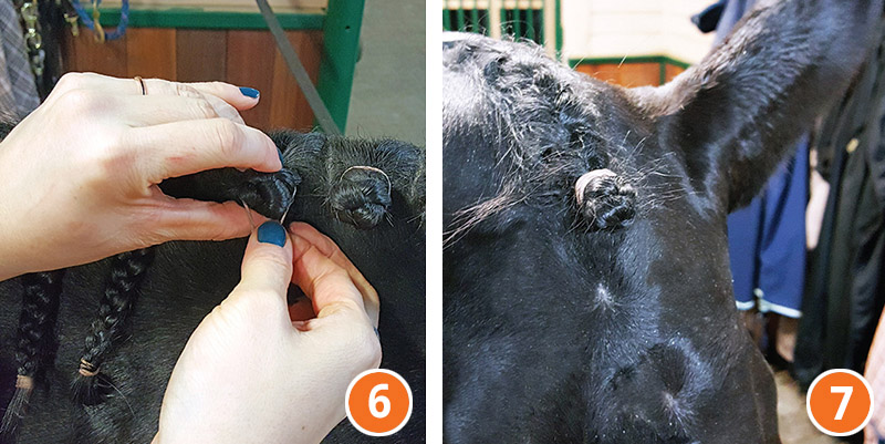 how to braid horse for hunter, how to braid horse for jumper, how to braid horse for dressage
