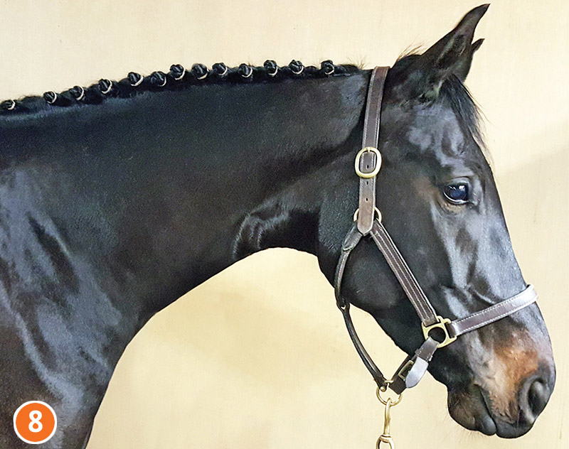 how to braid horse for hunter, how to braid horse for jumper, how to braid horse for dressage