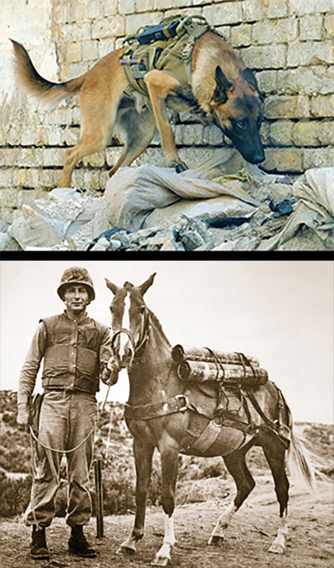 introduce dog horse farm, horses and dogs, the horse listener, herding dogs and horses, working dogs and horses