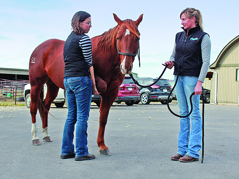 Equine Lameness Evaluation, Dr. Crystal Lee, equine disorder, horse lameness, examining horse, horse flexion test