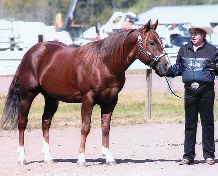 hcbc 2020 award winners, horse council bc summer games, horse competitions in bc 2022