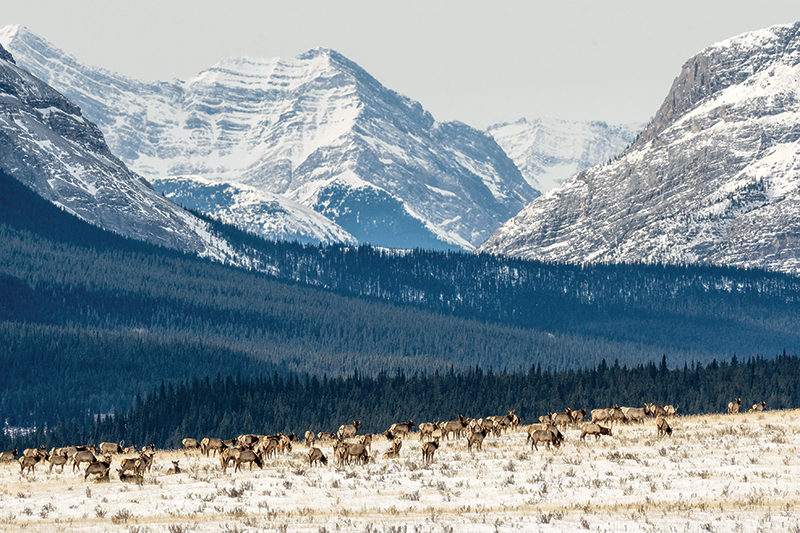 trail riding canada, horseback riding canada, ya ha tinda working horse ranchtrail riding canada, horseback riding canada, ya ha tinda working horse ranch, camping with hores canada