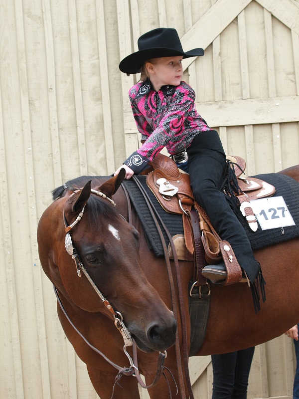 American Quarter Horse, CQHA, AQHC, Canadian Quarter Horse, characteristics quarter horse