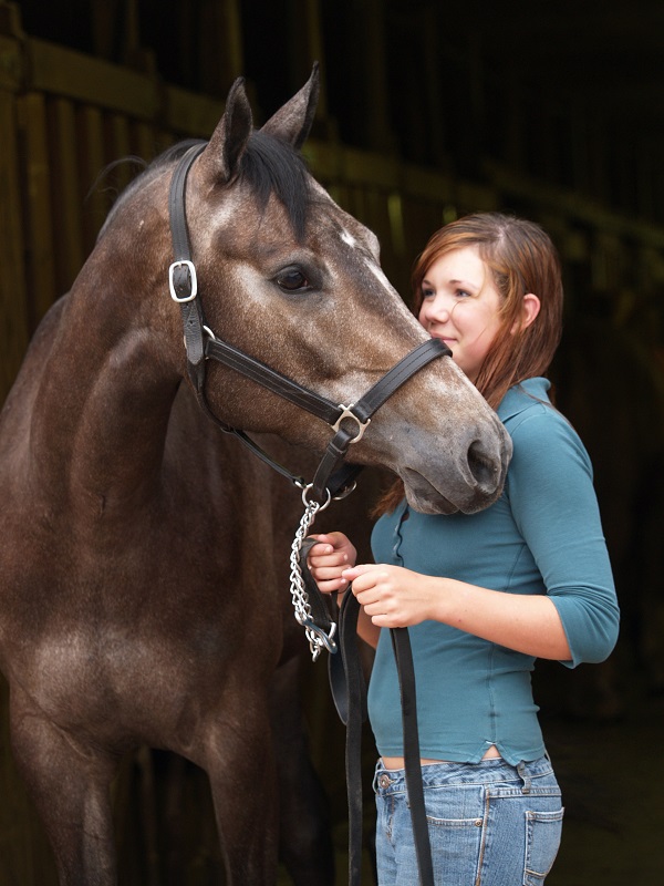American Quarter Horse, CQHA, AQHC, Canadian Quarter Horse, characteristics quarter horse