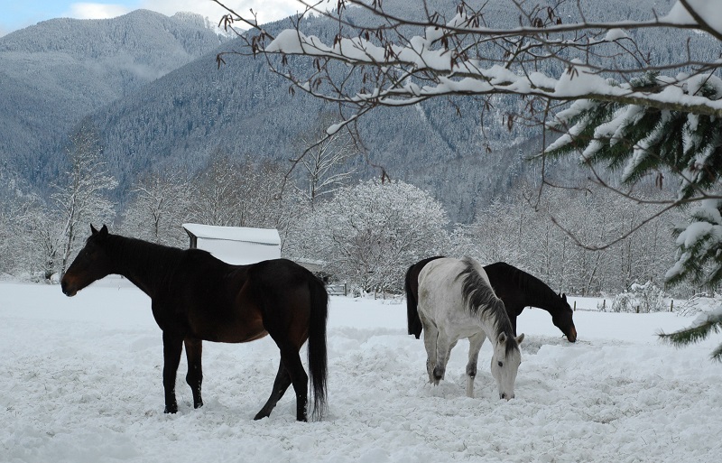 saying goodbye beloved horse, horse death, equine death