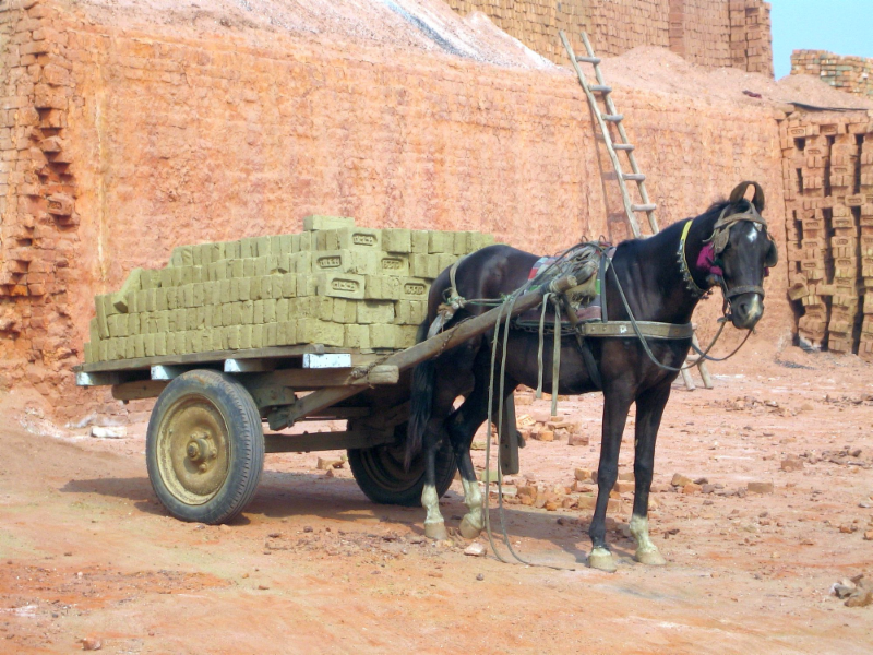 Official Charity of the FEI World Equestrian Games™ Tryon 2018 brooke, action for working horses and donkeys, brookeusa