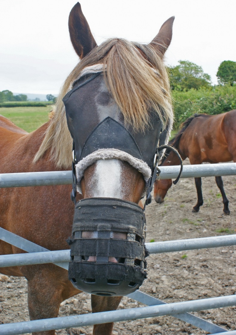 horse spring checkup, equine spring checkup, checking horse blanketing, checking horse skin, check for horse parasites, check horse's teeth, Evaluate horse Feeding Program, check horse vaccinations