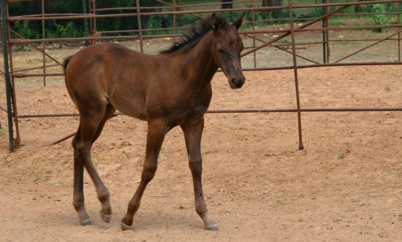 foal pneumonia, rhodococcus equi, harbour r equi, kentucky equine research, equine pneumonia, diseases foals young horsesfoal pneumonia, rhodococcus equi, harbour r equi, kentucky equine research, equine pneumonia, diseases foals young horses, kentucky equine research