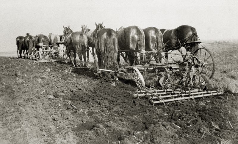 history of horses in canada, canadian horse history, Sir Donald Smith, Edward Mallandaine, canadian equine history