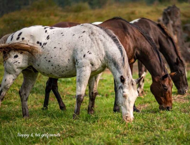 horse rescue photos, equine rescue bcspca, rescue me book spca, leanne peniuk bc spca book, rescue horses spca