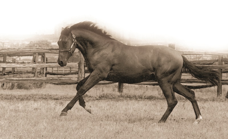 Nijinsky horse, Remarkable Horses, Northern Dancer, Flaming Page, Nijinsky II, Charles W. Engelhard, amazing horses