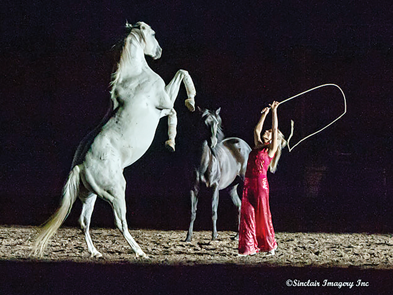 colt starting competition, tania millen, how to start a horse, working with foal, jim anderson higher horsemanship, heart of the horse, niki flundra horse trainer, glenn stewart horse, jill barron horse