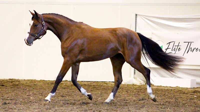 CWHBA Fall Classic Breeders Sale 2020, chelletto z warmblood, meer kat warmblood mare, nikita warmblood filly, abira warmblood yearling, sir peter in florence weanling, inshallah