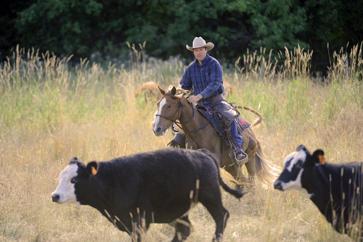 rescue horse Noel was rescued by BC SPCA, noel christmas pony jonathan field, rescue horses