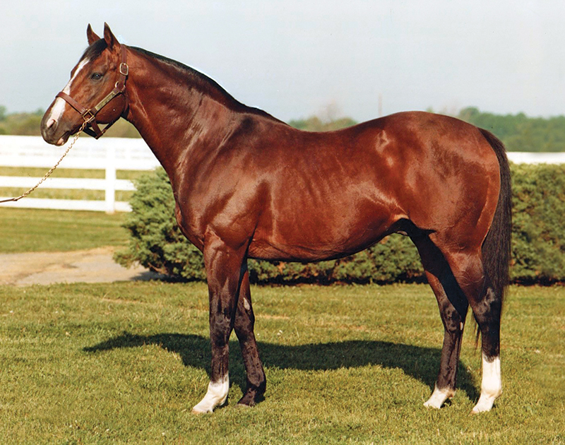 who are some of canada's horse industry builders? John Scott, Cara Whitham, Jack Pemberton, Alfred Fletcher, Guy Weadick, Dr. Sherman Olson, Dr. Gillian Lawrence, David Esworthy, Gayle Ecker, Bill Collins, Peter Cameron, Faith Berghuis, Ian Miller, ron southern, Marg Southern