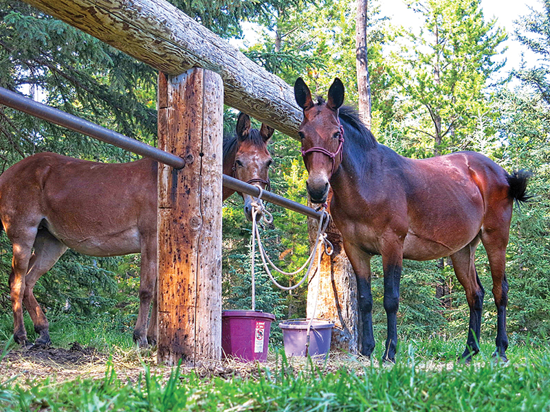 riding with bison in canada, bison in the canadian wilderness, horse riding with bison, Bison in Grasslands National Park