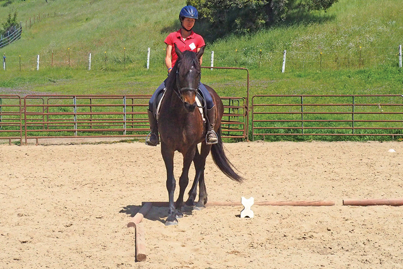 horse to lateral work Jec A. Ballou prancing dressage horses, lateral movements shoulder-in haunches-in dressage exercises, conditioning horse, offer unrivaled conditioning effects for almost any equine athlete