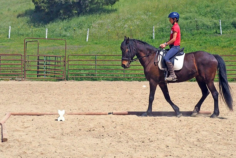 horse to lateral work Jec A. Ballou prancing dressage horses, lateral movements shoulder-in haunches-in dressage exercises, conditioning horse, offer unrivaled conditioning effects for almost any equine athlete