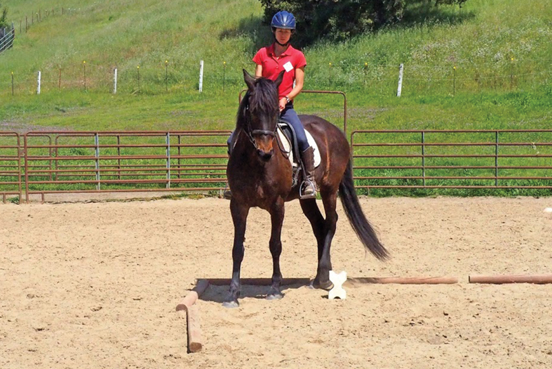horse to lateral work Jec A. Ballou prancing dressage horses, lateral movements shoulder-in haunches-in dressage exercises, conditioning horse, offer unrivaled conditioning effects for almost any equine athlete