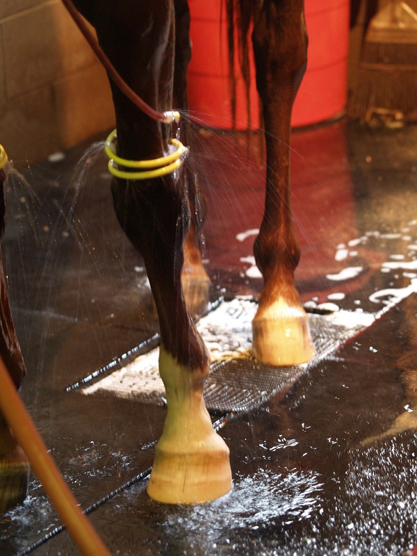 overcoming Equine Lameness, new equine lameness technology, how to rehab lame horse, equine Hyperbaric Oxygen Therapy, Infrared therapy for horses, equine hydrotherapy