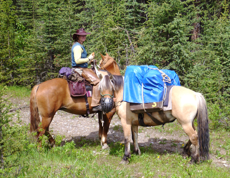 Pack horses, pack mules, tania millen, horse jobs pack mule