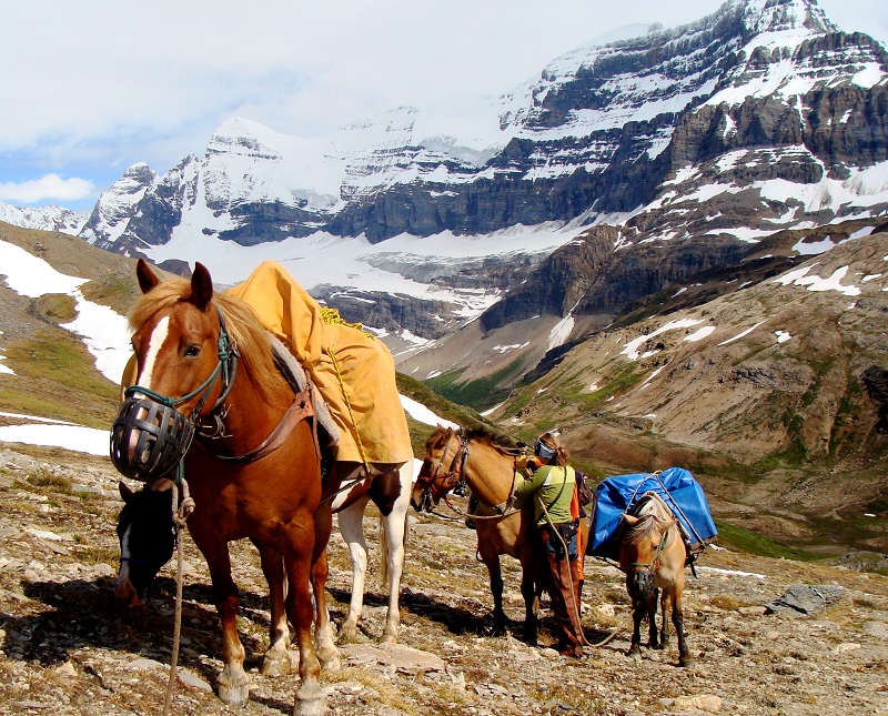 Pack horses, pack mules, tania millen, horse jobs pack mule