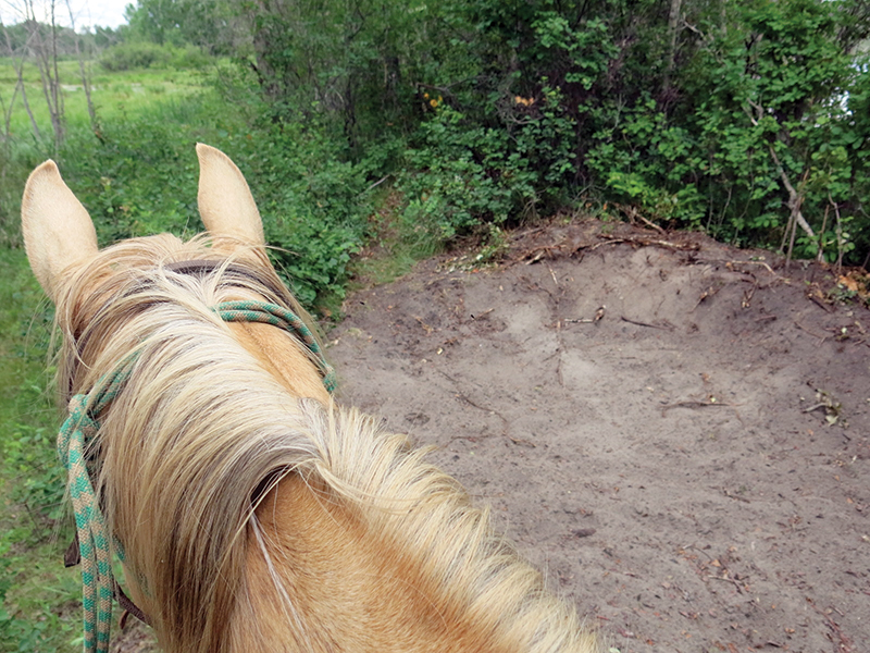 riding with bison in canada, bison in the canadian wilderness, horse riding with bison, Bison in Grasslands National Park