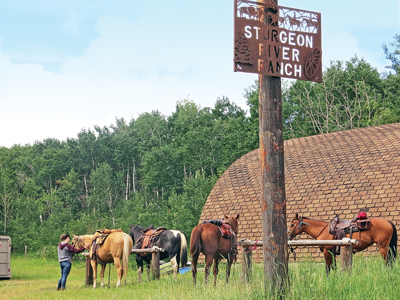 riding with bison in canada, bison in the canadian wilderness, horse riding with bison, Bison in Grasslands National Park