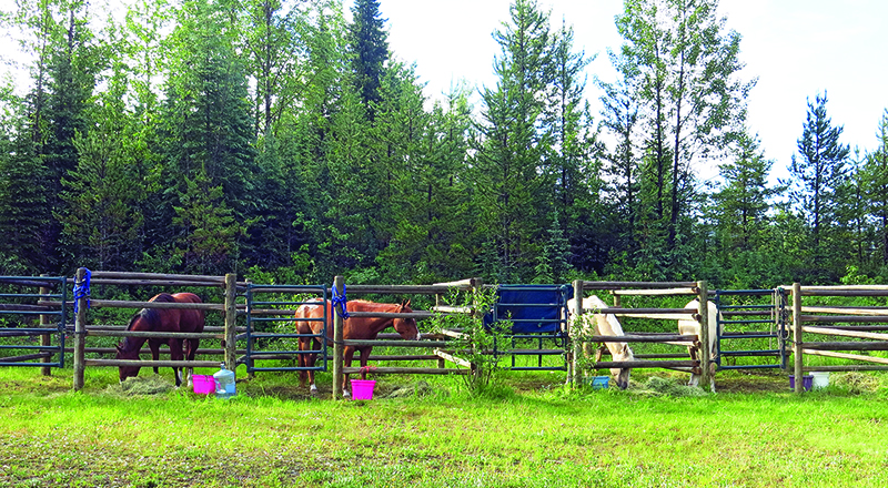 horse camping tips, some ways to improve horse camping, go camping with your horse