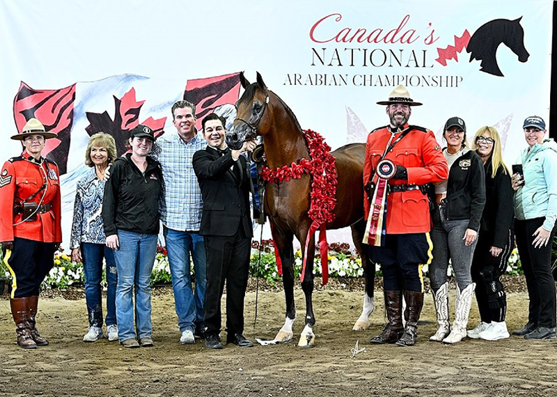 Champion Arabian horse with ribbons and floral garland celebrates victory at Canada's National Arabian Championship in Brandon, Manitoba.