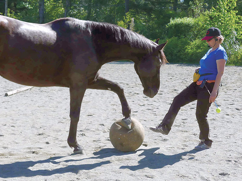 clicker training horses, a guide to clicker training, clicker training how-to, alexa linton, horse behaviour positive reinforcement, resources horse positive training, natural horsemanship