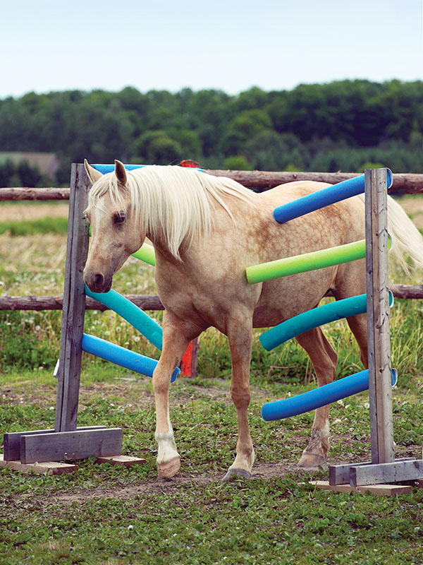 clicker training horses, a guide to clicker training, clicker training how-to, alexa linton, horse behaviour positive reinforcement, resources horse positive training, natural horsemanship