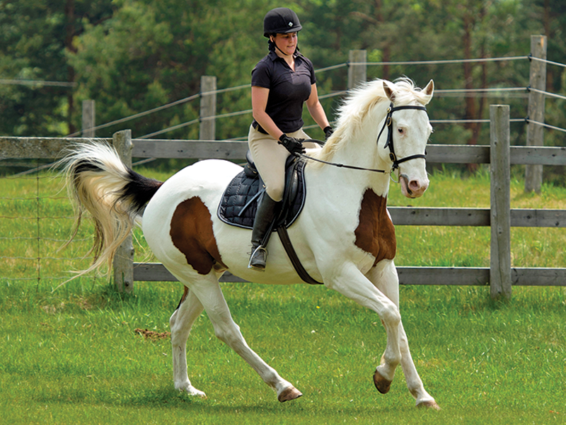 canter lead, correct canter lead, horse picks up wrong lead, lindsay grice horse trainer, my horse doesn't canter right, exercises to improve canter