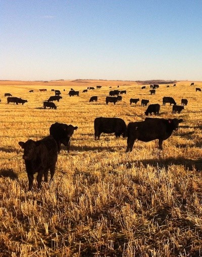 W.A. Ranches at University of Calgary, 44-million gift from Anderson-Chisholm family veterinary education calgary's faculty of veterinary medicine