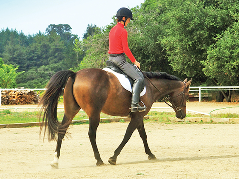 jec a ballou training exercises, trail riding exercises, core exercises horse, jec a ballou
