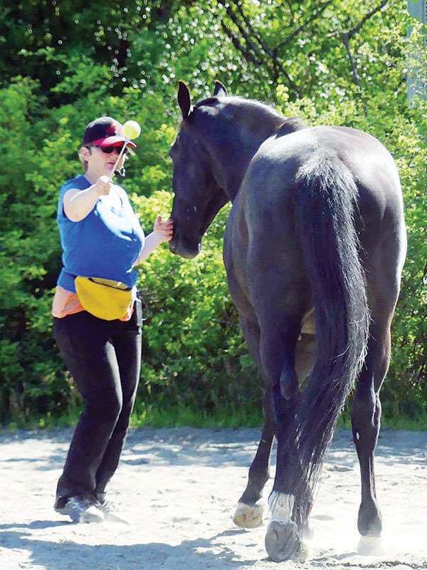 clicker training horses, a guide to clicker training, clicker training how-to, alexa linton, horse behaviour positive reinforcement, resources horse positive training, natural horsemanship