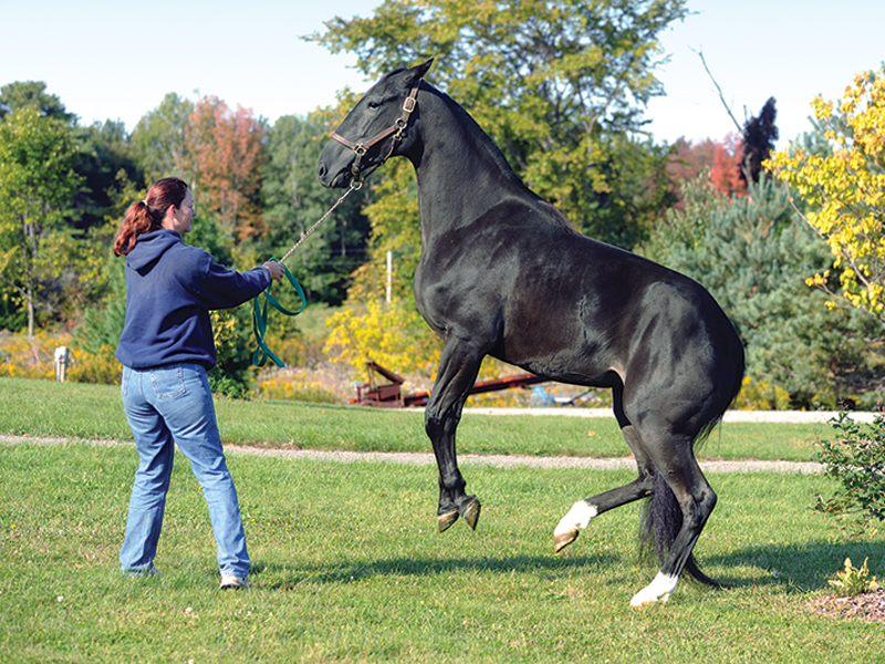 horse moving to new barn, horse relocation, horse trailer transport, horse settling into new home, horse herd introduction, horses in pasture, horse boarding facility, equine behaviour, horse welfare, horse turnout, horse owner Canada, horse management, horse adjustment to new environment, herd dynamics, Canadian horse industry