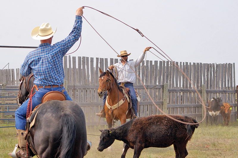 how to rope a cow, roping with horses, cowboy roping, ross smith president canadian ranch roping association, 