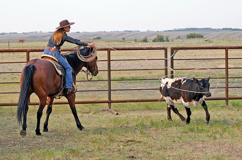 how to rope a cow, roping with horses, cowboy roping, ross smith president canadian ranch roping association, 