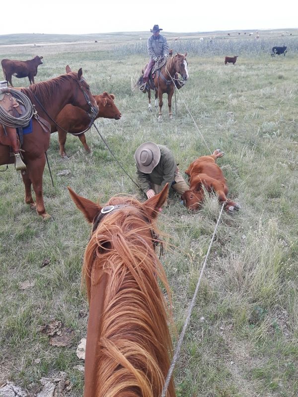 how to rope a cow, roping with horses, cowboy roping, ross smith president canadian ranch roping association, 