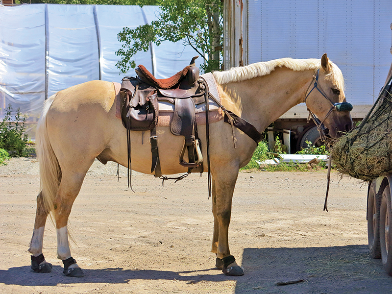 horse camping tips, some ways to improve horse camping, go camping with your horse