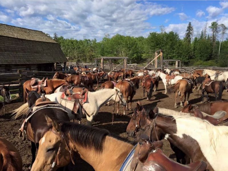 horse riding holidays canada, vacationing with horses, shawn hamilton, anchor d guiding, bar w guest ranch, brewster adventures, flying u ranch, alberta horse riding, ontario holiday riding